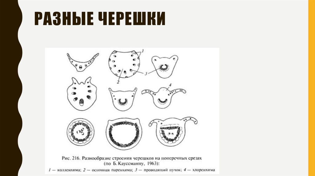 Разные черешки