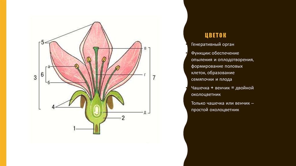 Установите последовательность соподчинения цветок околоцветник генеративные органы
