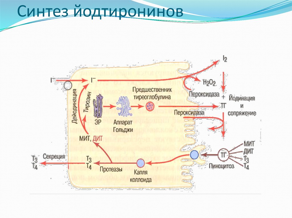 Схема образования и секреции тиреоидных гормонов