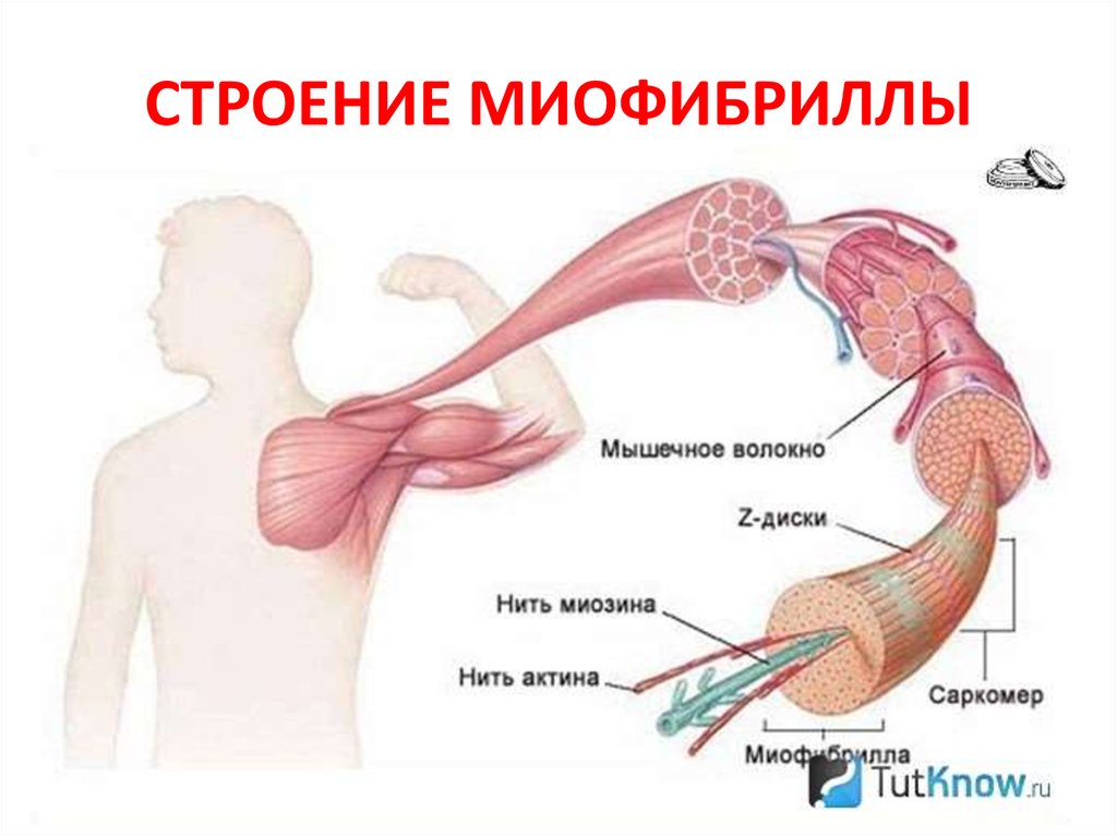 СТРОЕНИЕ МИОФИБРИЛЛЫ