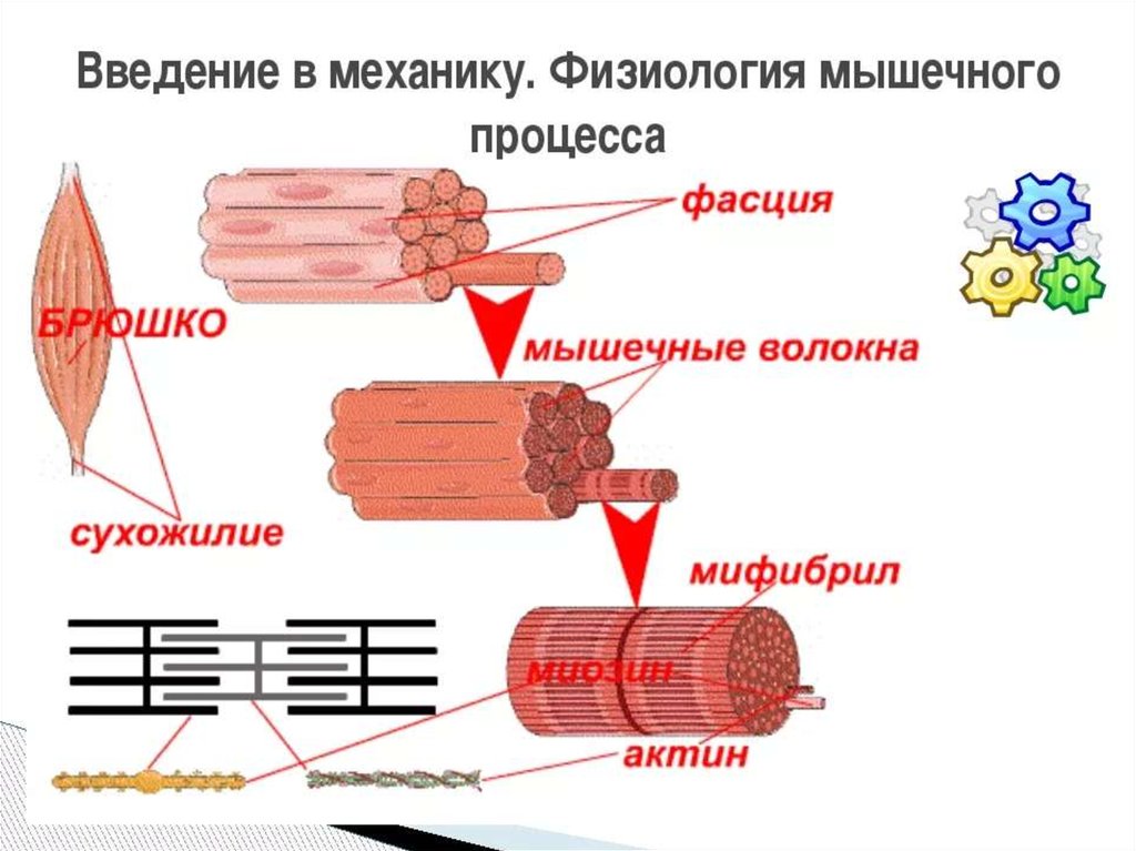 Строение Мышцы Фото