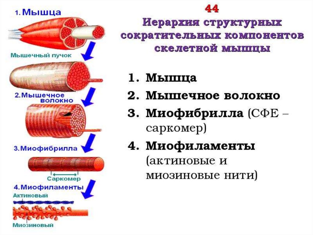 Элементы мышц. Мышечное волокно скелетной мышцы. Мышечная ткань строение миофибриллы. Строение мышечной фибриллы. Схема строения скелетной мышцы мышца.