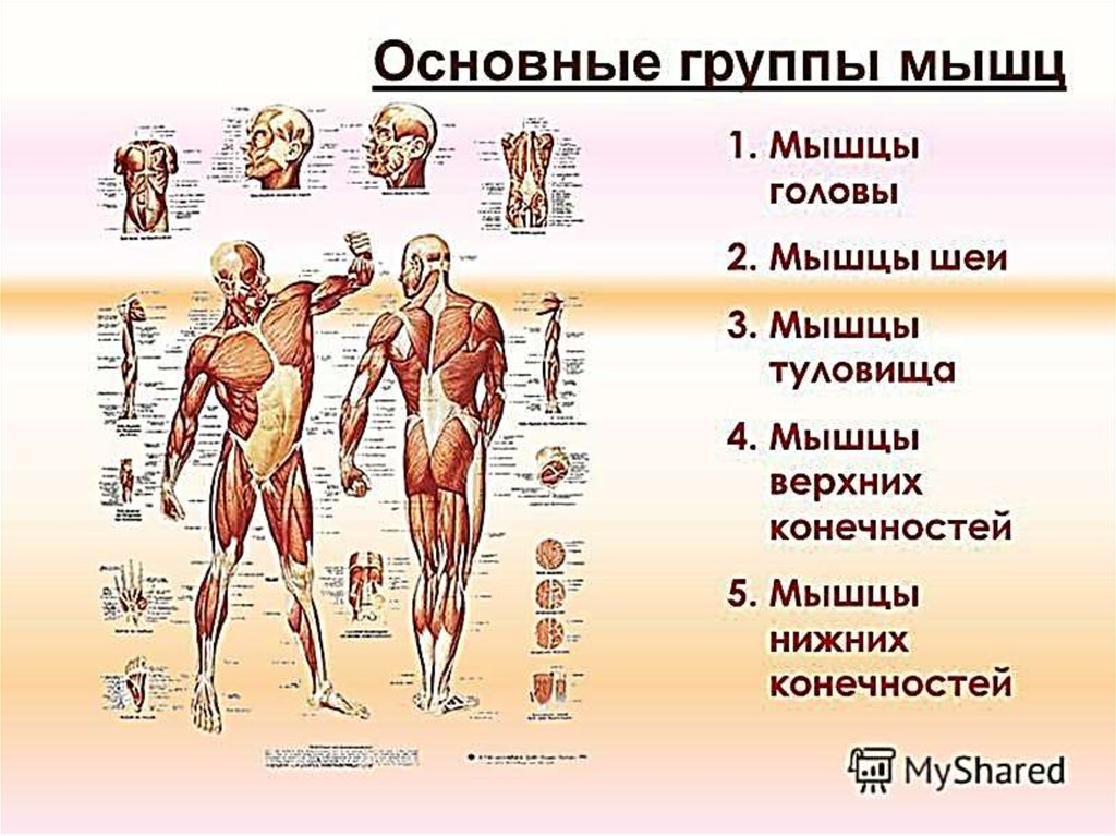 Функция каждой мышцы. Основные группы мышц. Основные группы мышц туловища. Основные группы мышц человеческого тела. Перечислите основные мышечные группы.