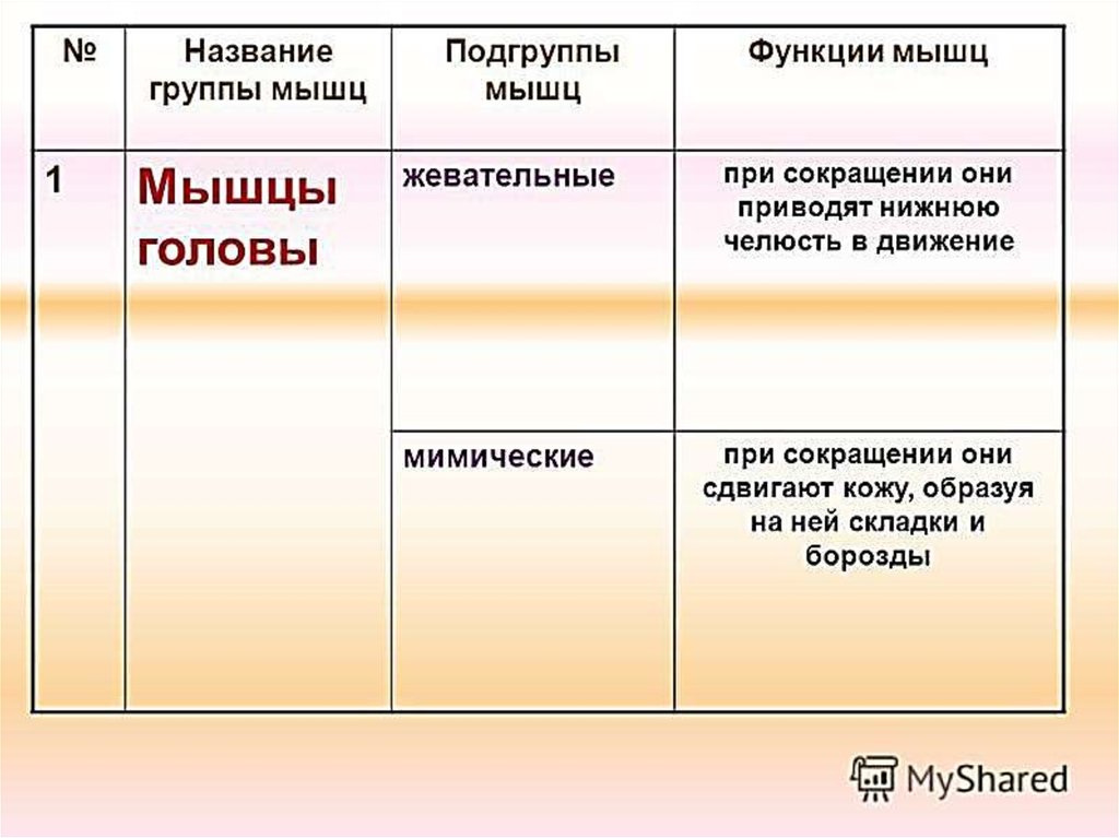 Нижний приводить. Мышцы название и функции. Основные группы мышц и их функции. Основные функции мышц. Таблица групп основных мышц функции.