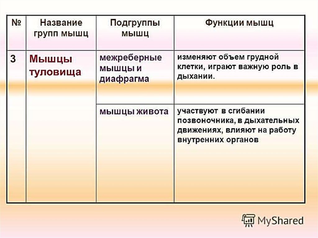 Функции группы. Мышцы туловища и их функции. Строение и функции мышц таблица. Функции разных групп мышц. Основные функции мышц.