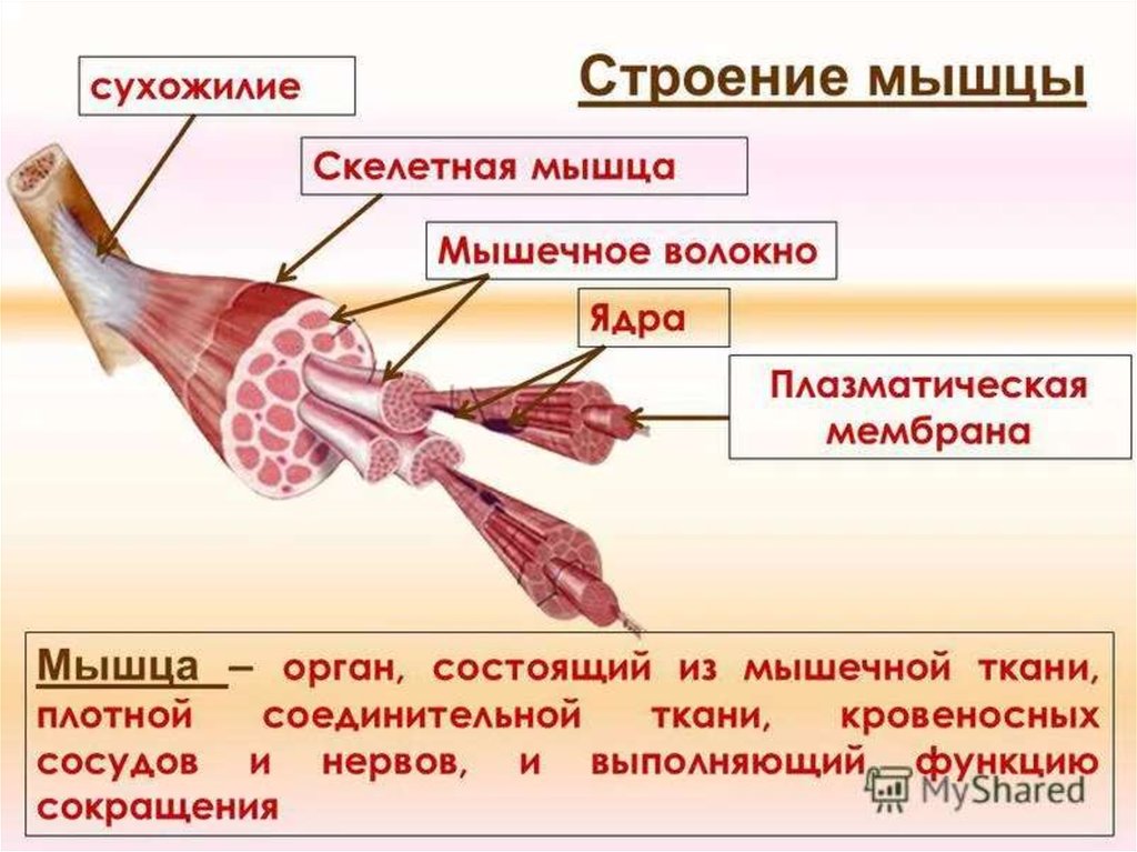 Паразитический образ жизни три слоя гладкой мускулатуры. Строение скелетной мышцы. Структура ткани скелетной мышцы. Строение скелетной мускулатуры схема. Строение и структура мышечного волокна.