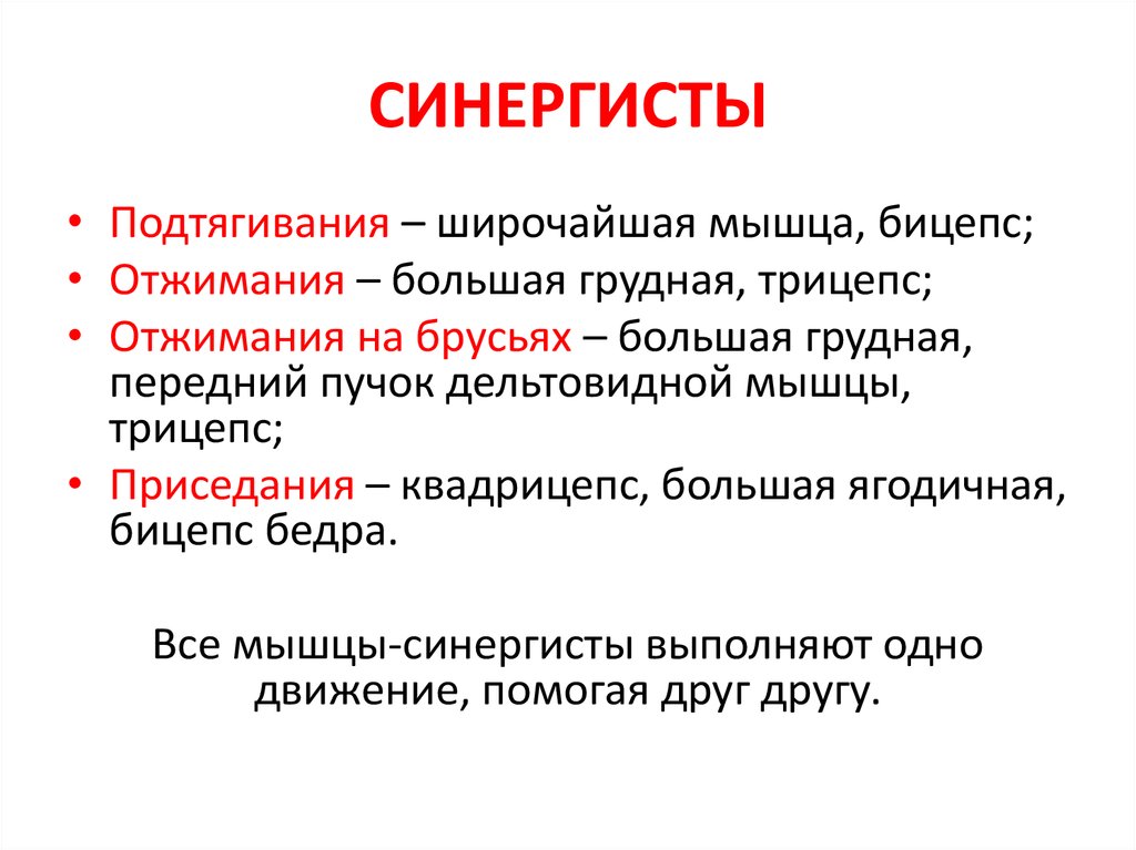 Мышцы агонисты, антагонисты и синергисты – анатомия и примеры