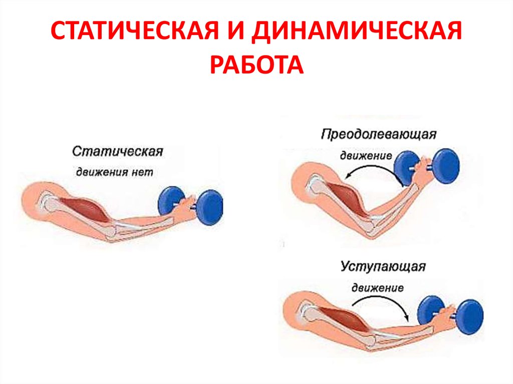 СТАТИЧЕСКАЯ И ДИНАМИЧЕСКАЯ РАБОТА