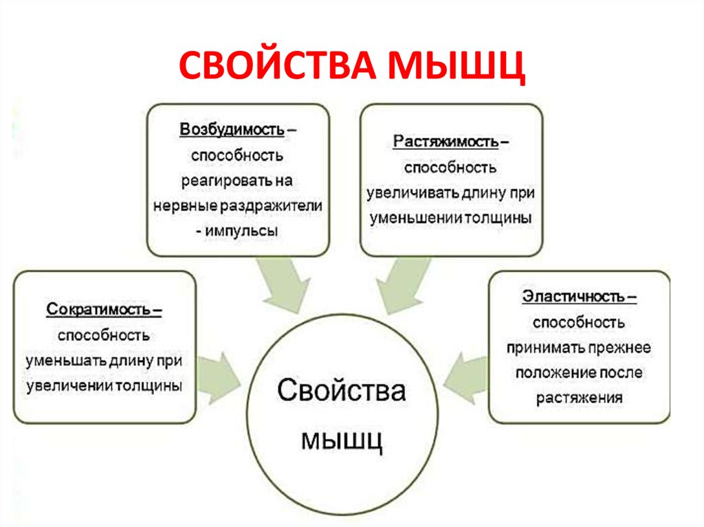 Какие свойства мышц. Свойства мышц. Механические свойства мышц. Общие свойства мышц. Основные свойства мышц.