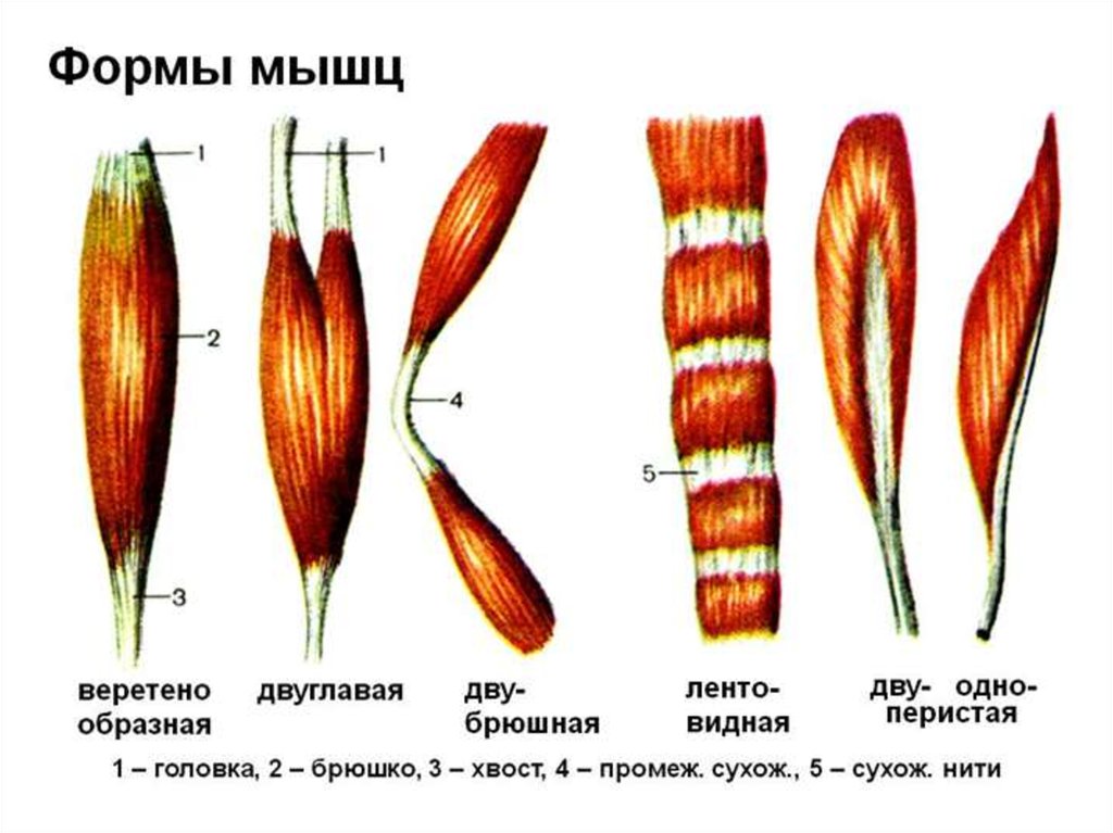 Как называется мышца выделенная на рисунке цветом