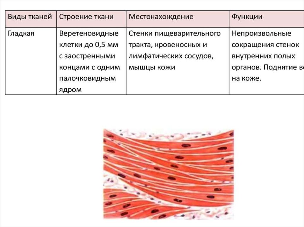 Какими буквами обозначены изображения гладкой мышечной ткани