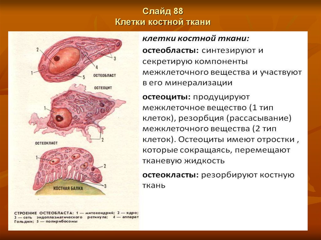 Костные клетки. Ткань остеокласт. Многоядерные клетки костной ткани называются. Основными клетками костной ткани являются. Остеоциты остеобласты остеокласты таблица.