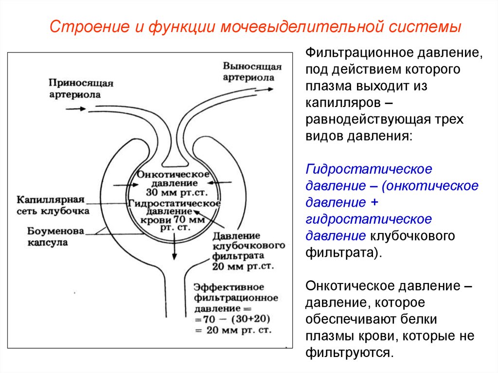 8 класс мочевыделительная система презентация