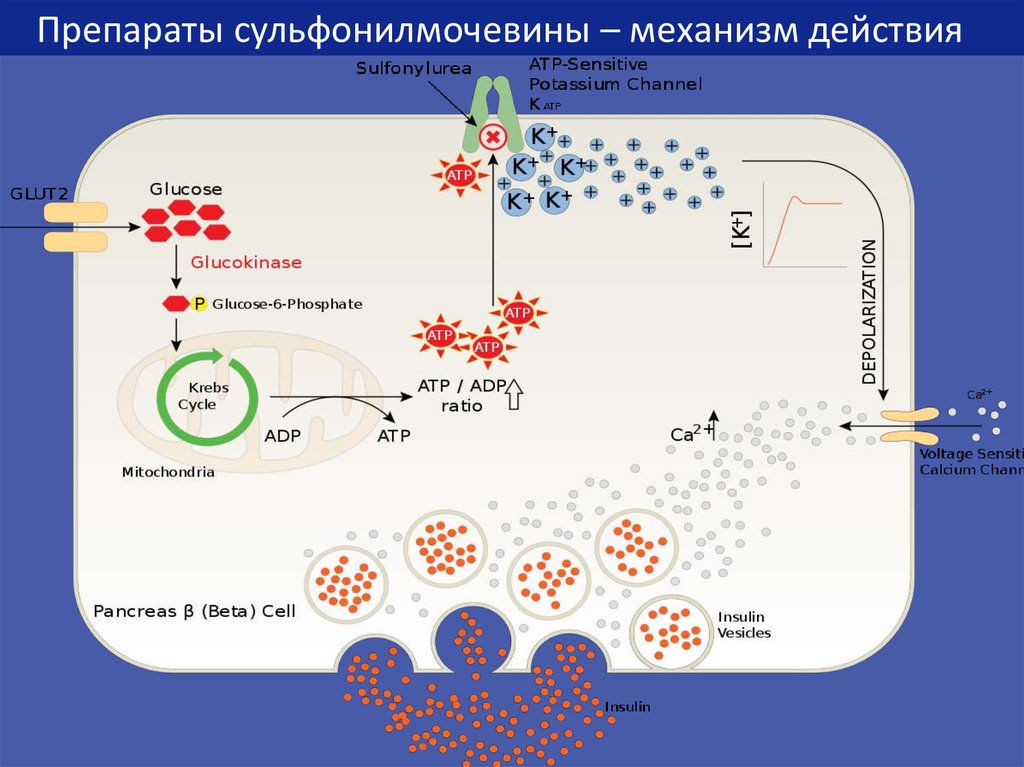 Действие капель. Препараты инсулина механизм действия схема. Механизм сахароснижающего действия препаратов сульфонилмочевины. Механизм действия производных сульфонилмочевины. Механизм секреции инсулина.