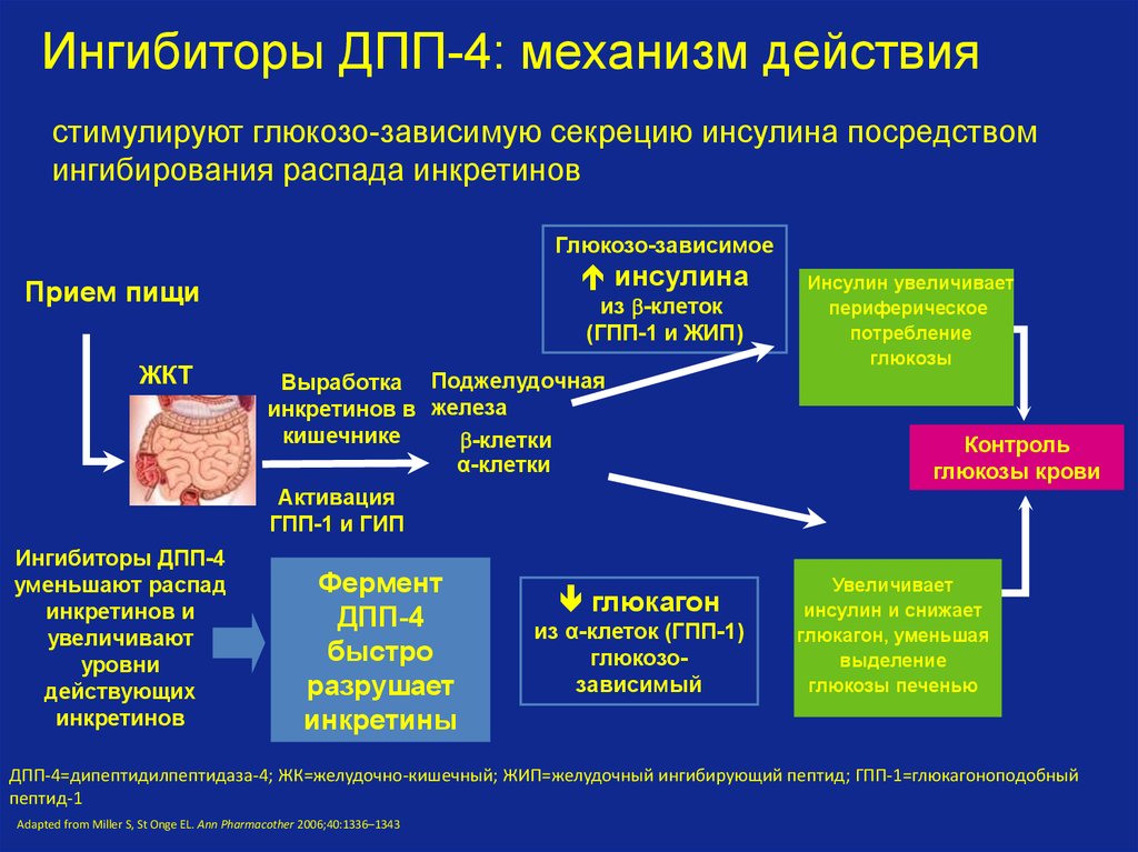 Действие iv. Ингибиторы дпп4 фармакология. Ингибиторы дипептидилпептидазы-4 (ДПП-4). Ингибиторы дипептидилпептидазы-4 (ДПП-4) препараты. Ингибиторы дипептидилпептидазы-4 механизм действия.