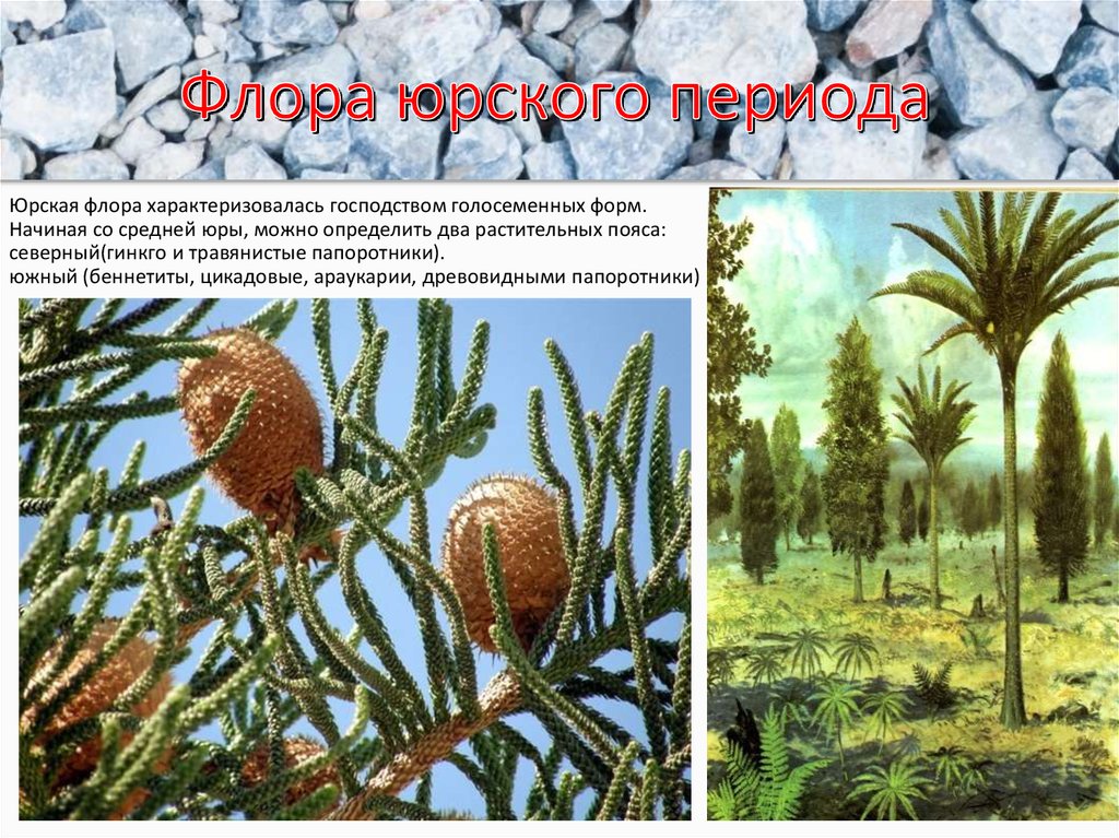 Растения юрского периода картинки с названиями