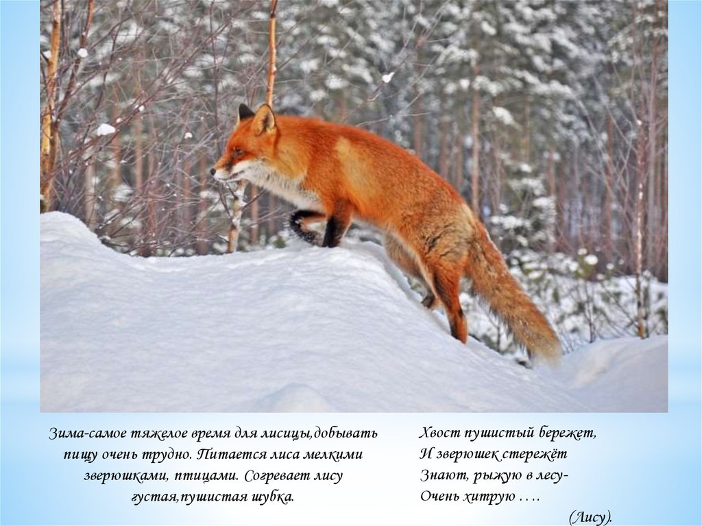 Хвост лисицы текст. Добыча лисы. Шубка лисы зимой. Стих про лисичку и зимний лес.