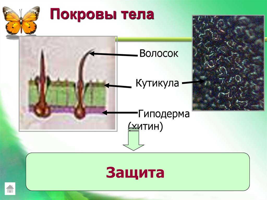 Покровы тела. Покров насекомых. Строение покровов насекомых. Кожные покровы насекомых. Строение кутикулы насекомых.