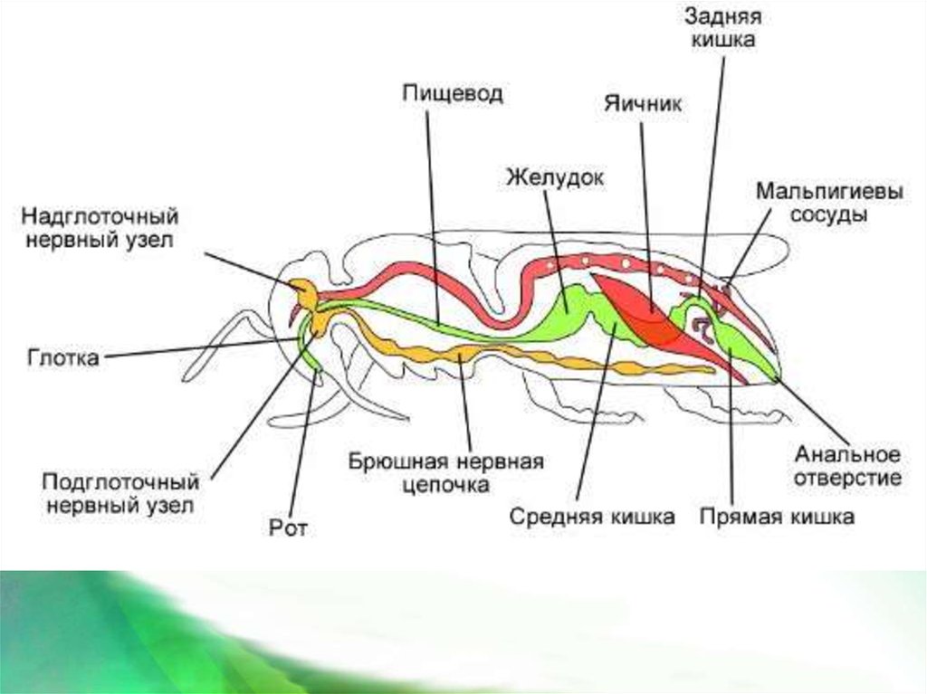 Нервная половая система. Схема внутреннего строения насекомого. Строение систем органов насекомых. Анатомия мухи внутреннее строение. Пищеварительная система насекомых схема.