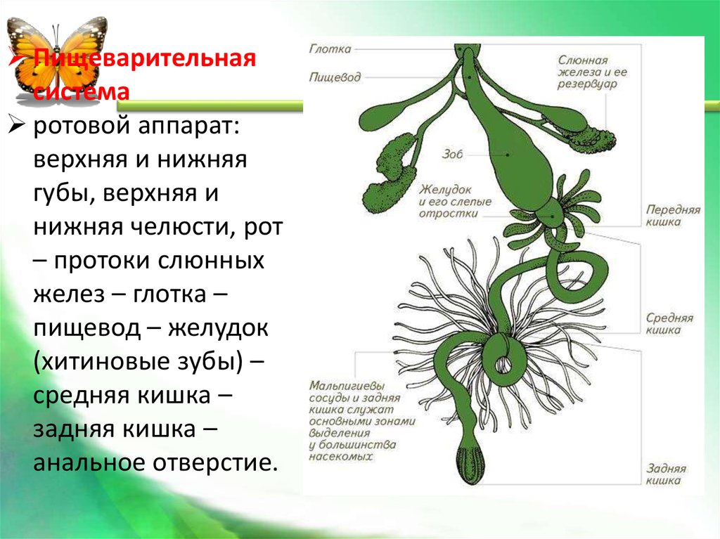 Пищеварительная система зеленая железа. Общая характеристика насекомых пищеварительная система. Характеристика насекомых пищеварительная система. Анальное отверстие у насекомых.