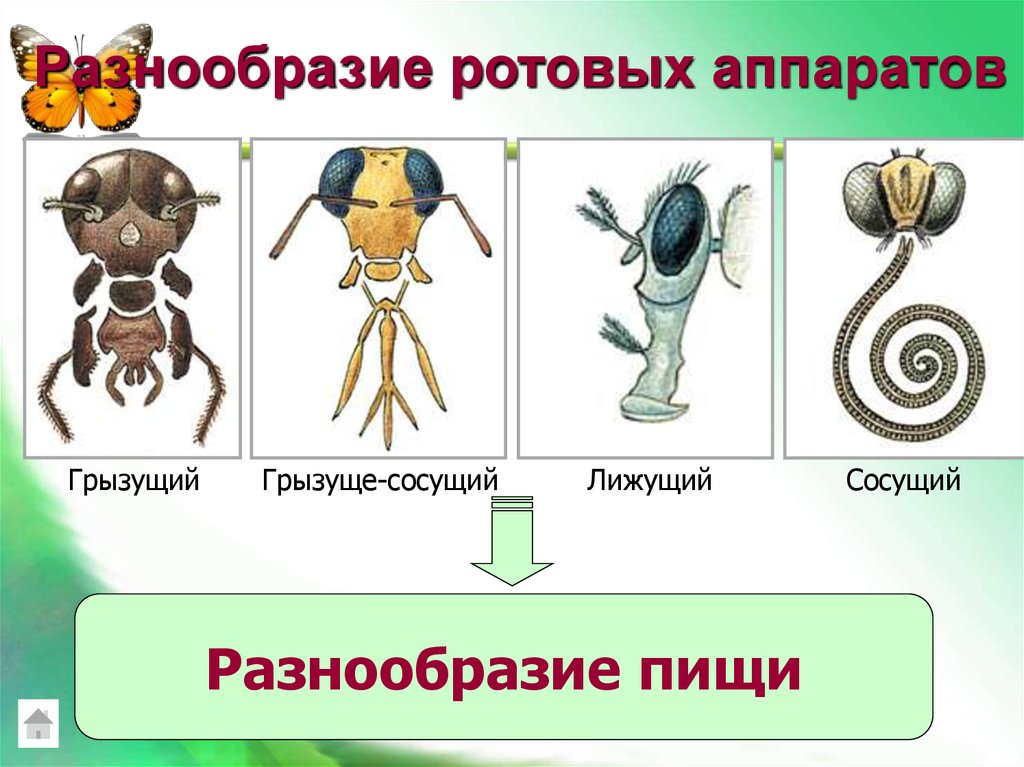 Аппараты насекомых. Грызуще лижущий аппарат. Грызущий ротовой аппарат характерен для. Ротовой аппарат лижуще-сосущий. Сосущий ротовой аппарат имеет.