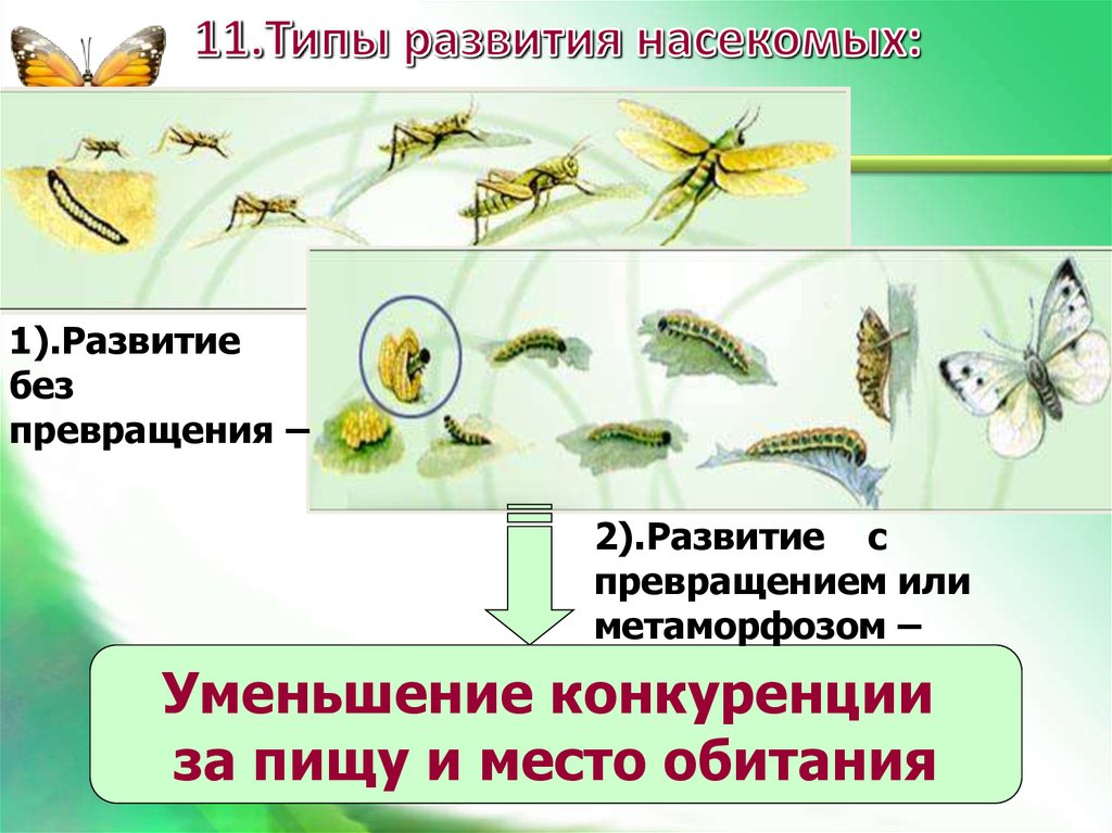 Для стрекозы характерен тип развития. Развитие насекомых. Типы превращения насекомых. Типы развития насекомых схема. Развитие по биологии с превращением.