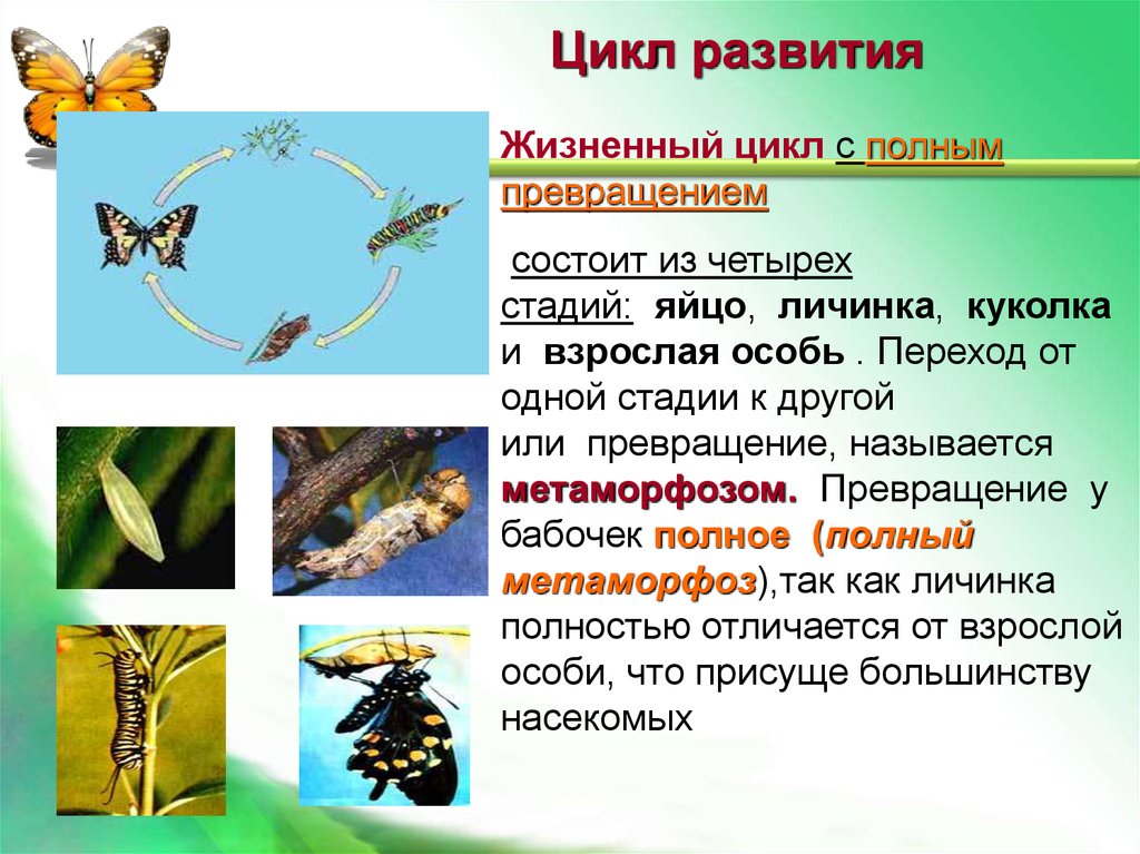 Стадия развития куколка характерна для. Полный цикл превращения насекомых. Жизненный цикл с полным превращением. Насекомые с полным превращением. Развитие насекомых с полным превращением.