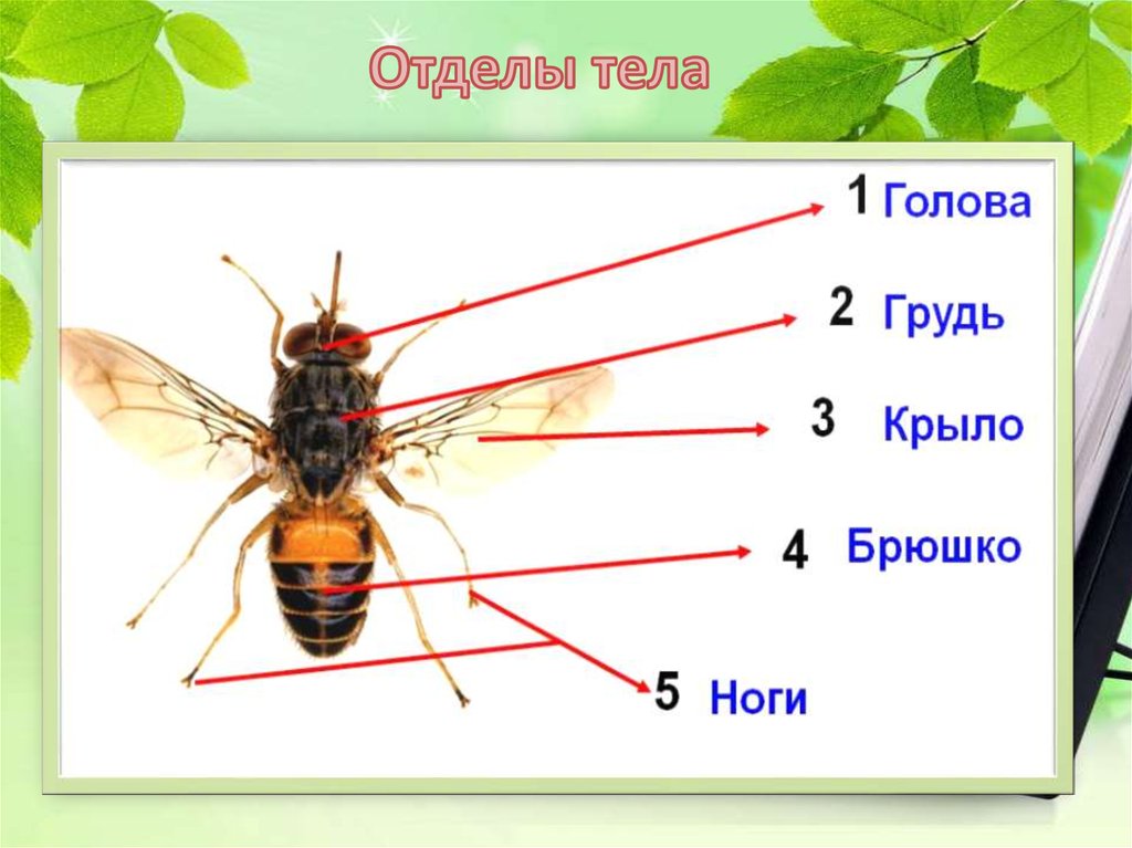 Строение насекомых. Внешнее строение насекомого схема. Строение насекомого рисунок. Строение тела насекомых. Строение насекомых для дошкольников.