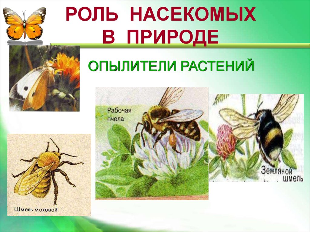 Презентация на тему класс насекомые. Насекомые опылители названия. Отряды насекомых опылителей. Суточная активность насекомых опылителей растений. Особенности насекомых опылителей.