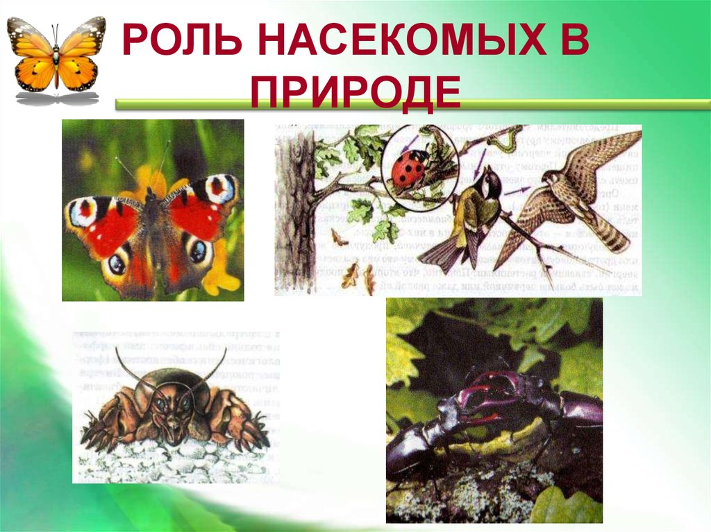 Значение насекомых в природе. Роль насекомых в природе. Насекомые в жизни человека. Польза насекомых в природе.