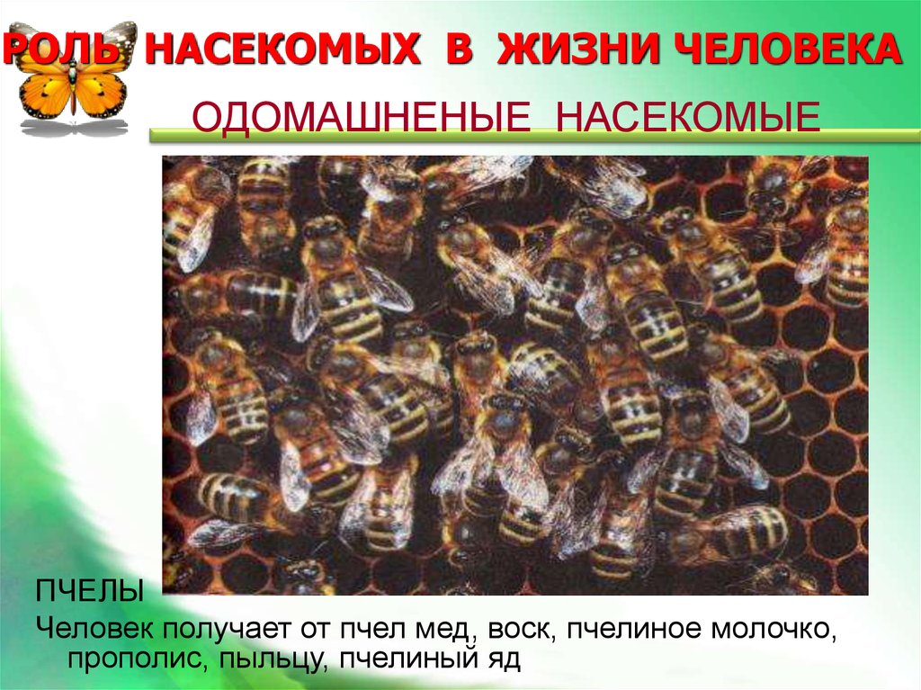 Пчелы в жизни человека. Роль пчелы в жизни человека. Роль насекомых в жизни. Роль насекомых в жизни человека. Пчелы в природе и жизни человека.