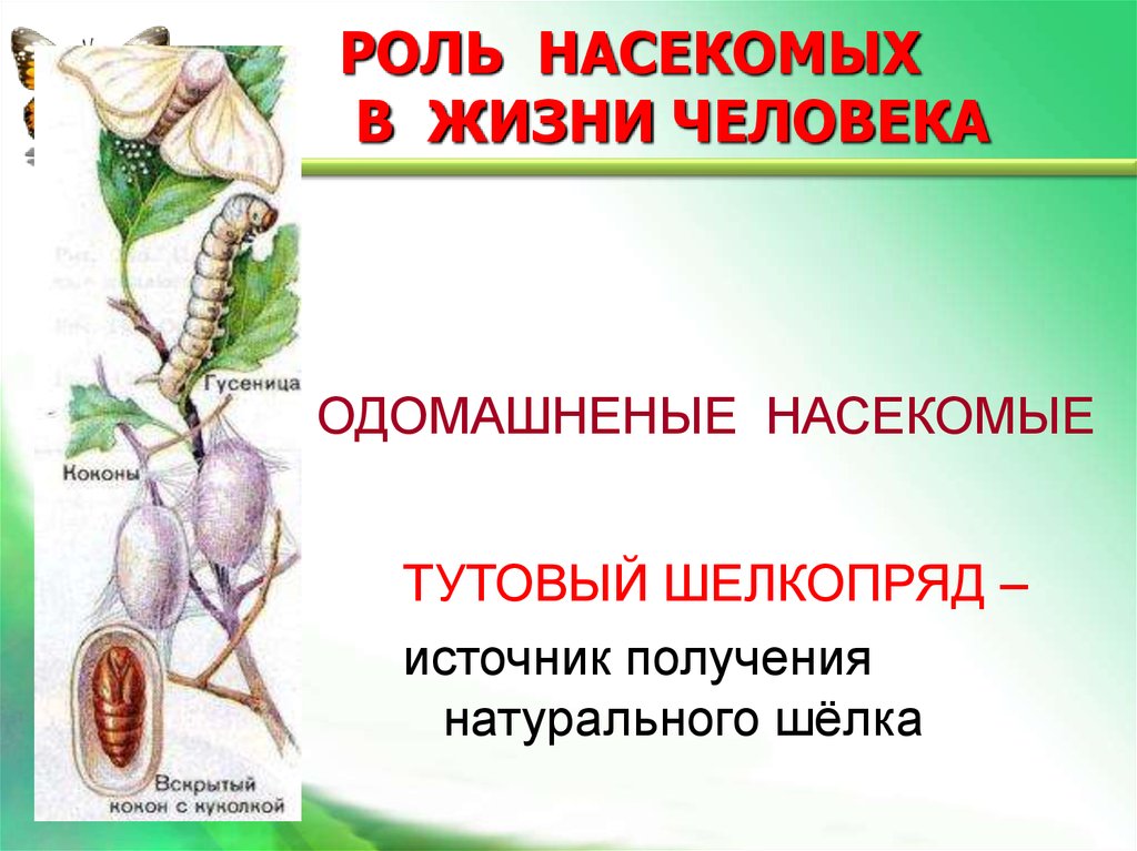 Функции насекомых. Роль насекомых в жизни человека. Тутовый шелкопряд роль в жизни человека. Практическое значение тутового шелкопряда для жизни человека. Роль насекомых в жизни человека рисунок.