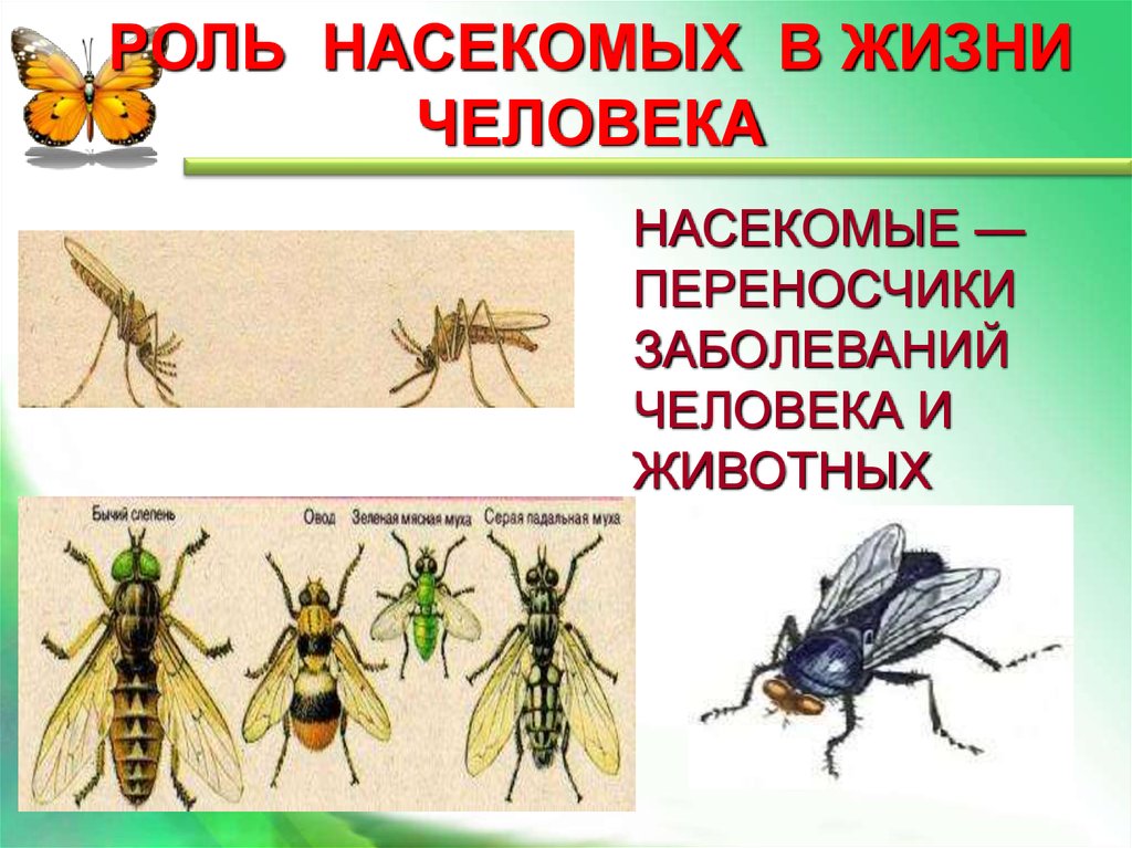 Общая характеристика насекомых презентация