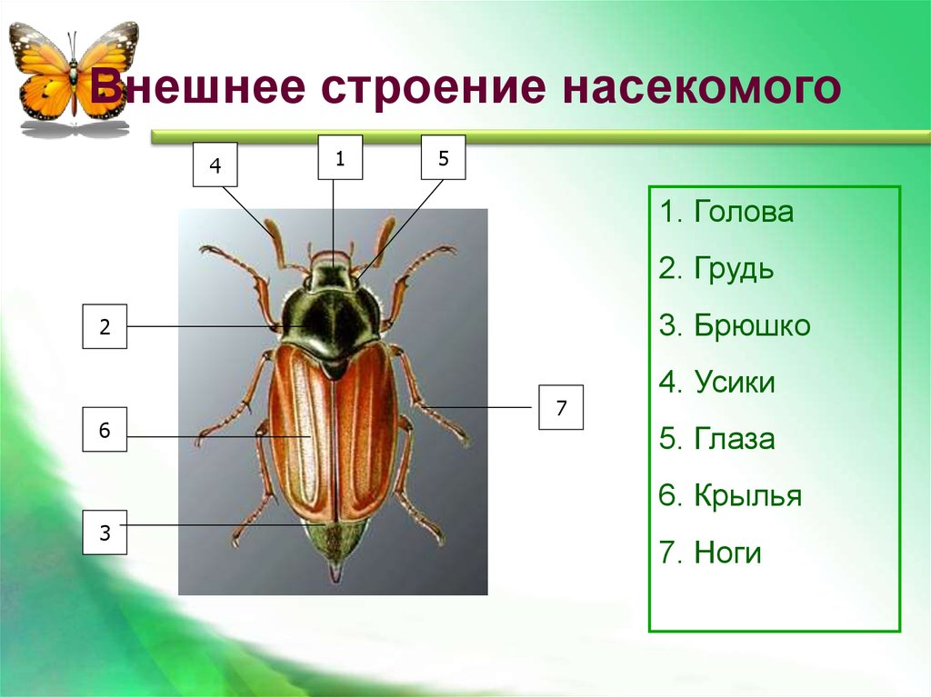 Класс насекомые внешнее строение. Строение брюшка насекомых. Строение насекомых голова грудь и брюшко. Строение насекомых для детей. Внешнее строение насекомых голова грудь брюшко.