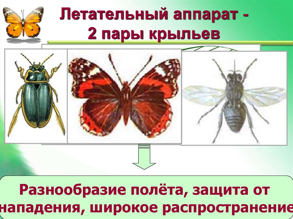 Презентация на тему класс насекомые