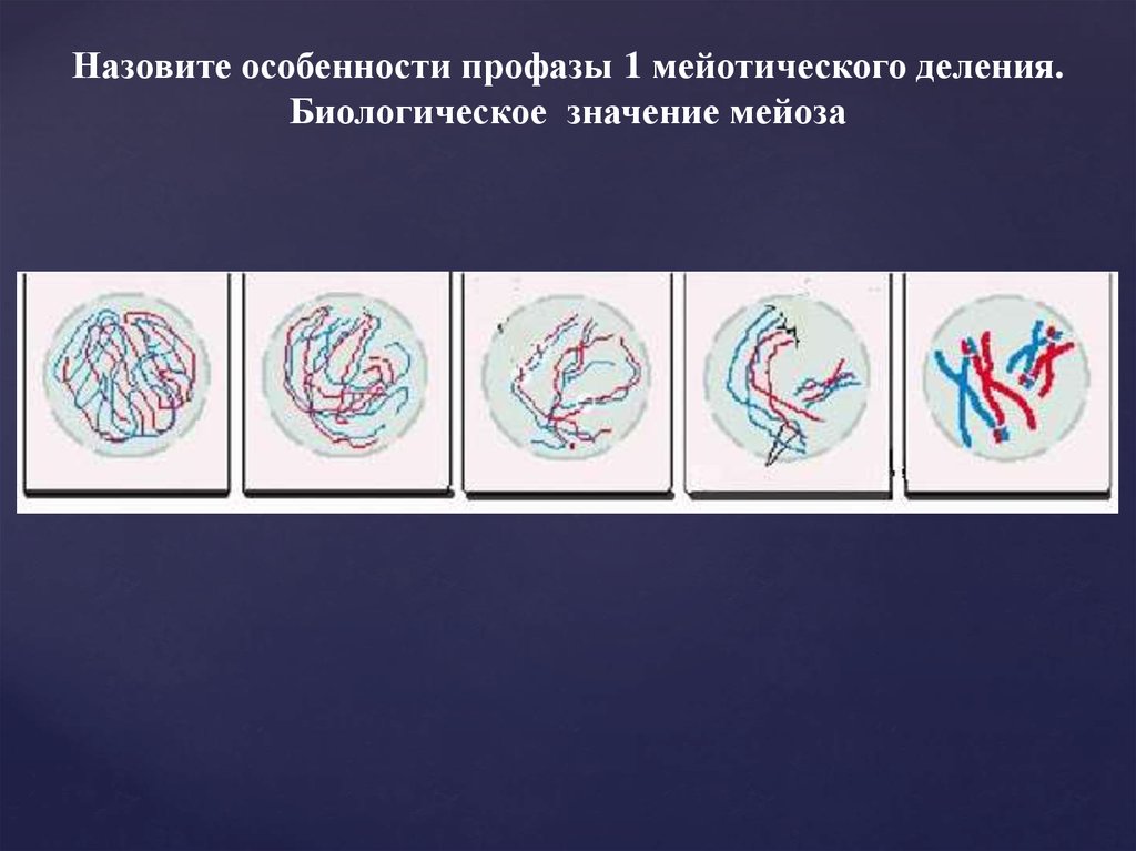 Результат профазы 1