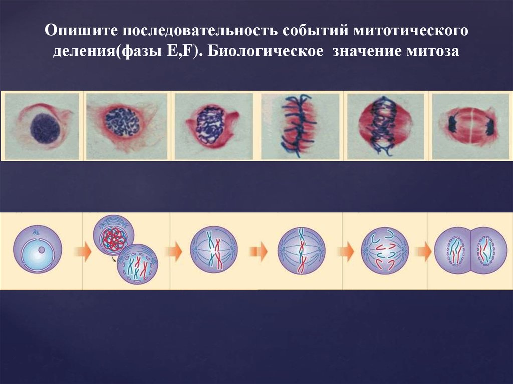 Биологический смысл деления клетки. Фазы митотического деления. Последовательность фаз митоза. Последовательность стадий делений митоза. Последовательные стадии митоза.