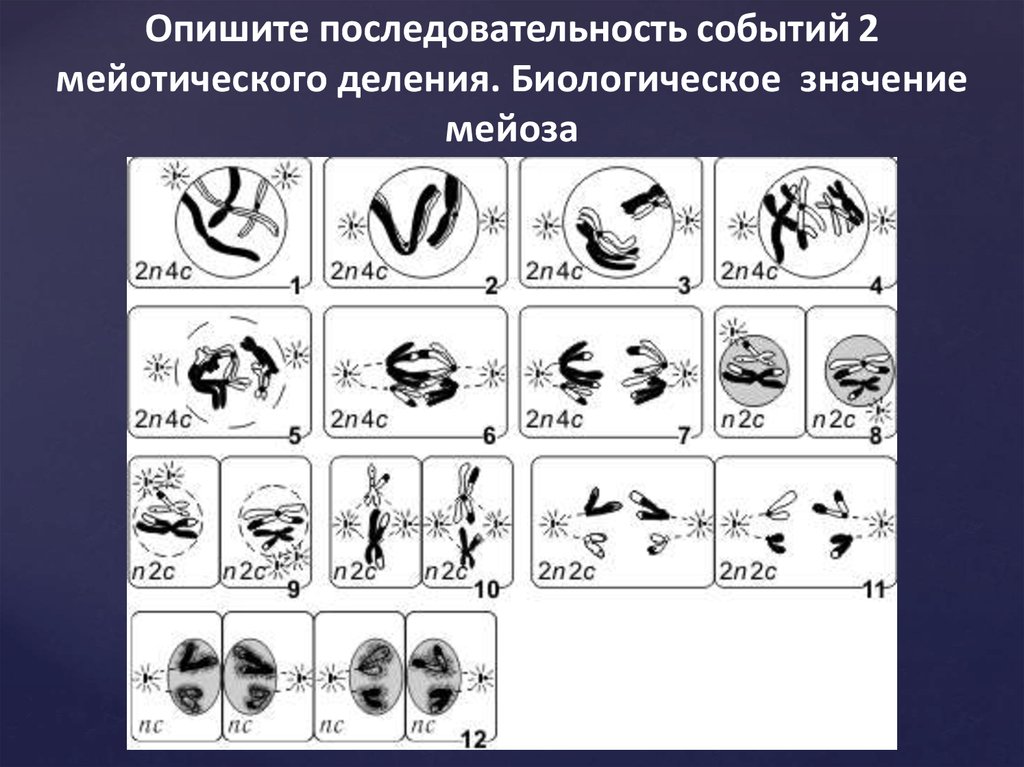 Профаза митоза 2n4c. Профаза 2. Особенности профазы. Последовательность событий мейоза. Количество хромосом в мейозе.