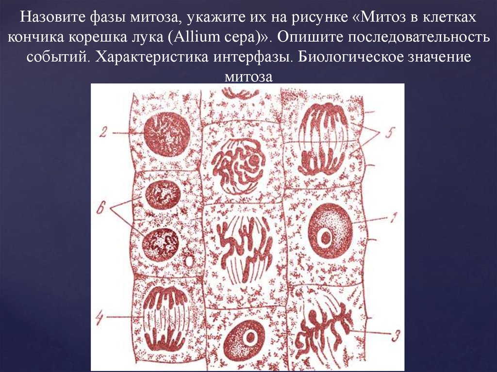 Рисунок митоз в клетках корешка лука