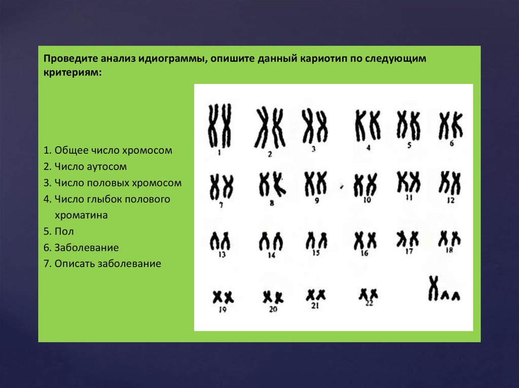 Построение графического изображения кариотипа