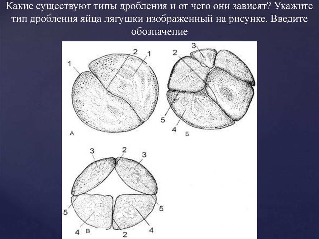 Борозды дробления. Дробление яйцеклетки лягушки борозда. Полное неравномерное дробление яйцеклетки лягушки. Дробление зиготы амфибий. Дробление зиготы лягушки.