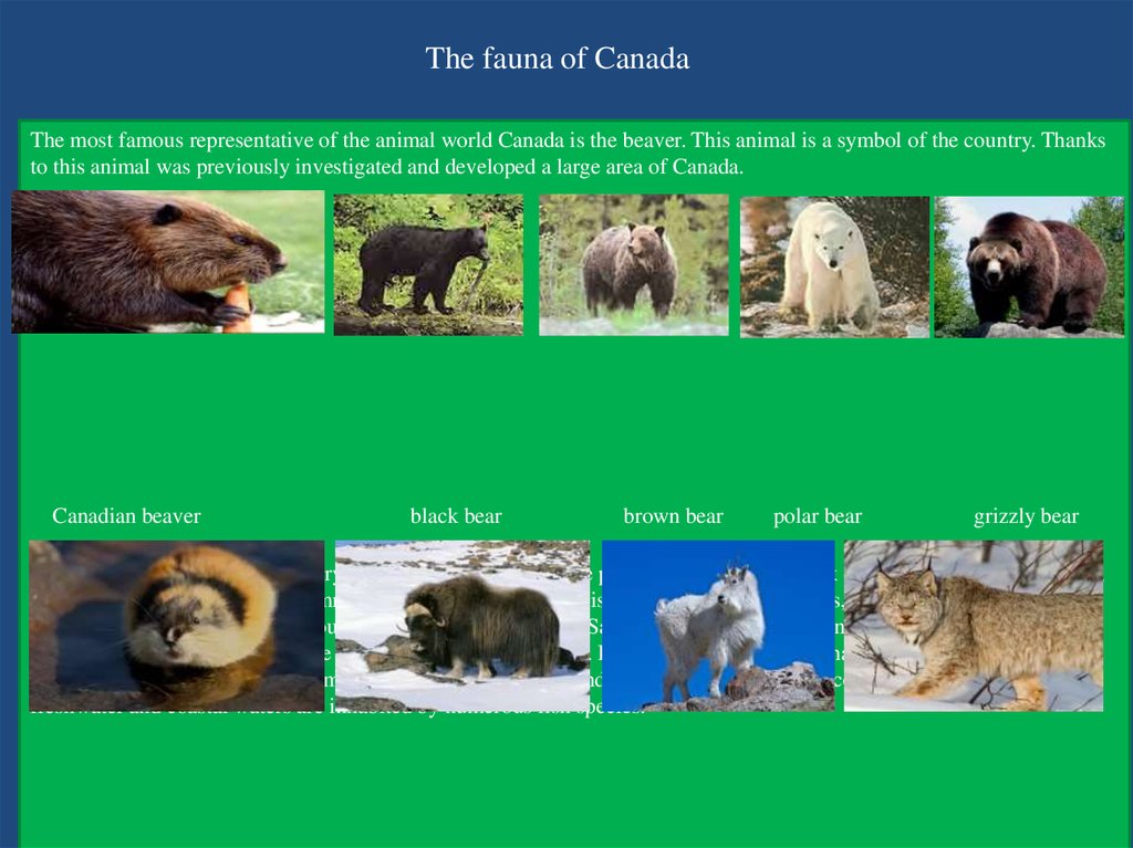 The fauna of Canada