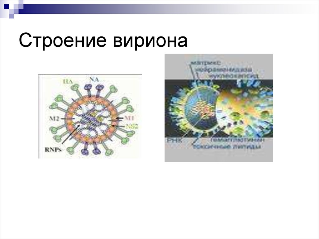 Рисунки различных форм вирионов