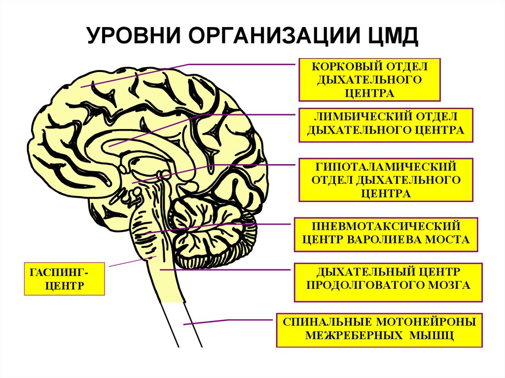 Отдел дыхательного центра