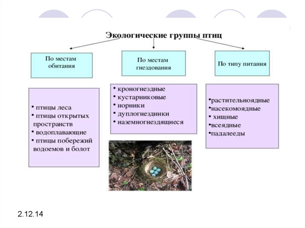 Экологические группы экология