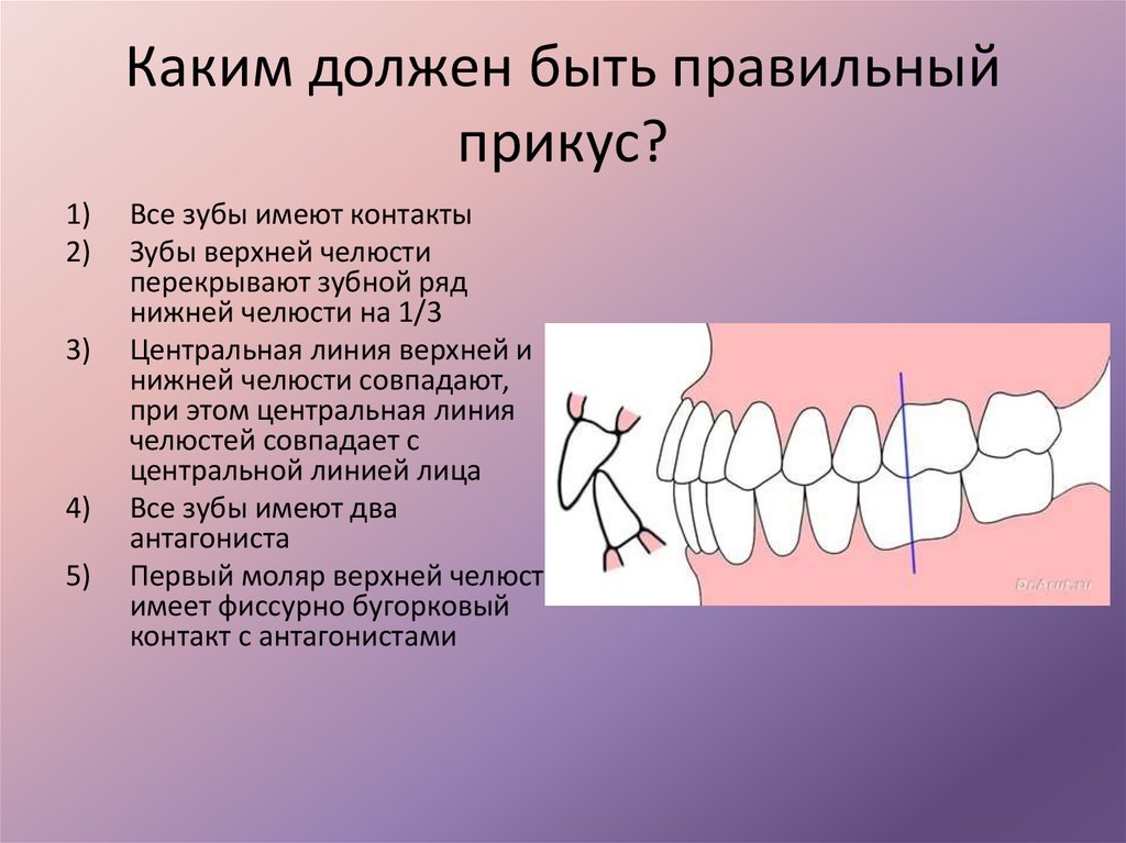 Зубы при закрытом рте. Ортогнатический прикус зубы. Правильный прикус спереди. Правильный прикус у человека челюсть. Правильный ортогнатический прикус.