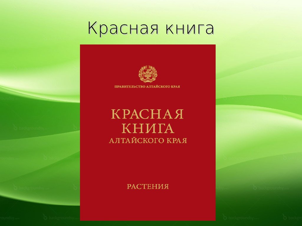 Растения красной книги алтайского края фото