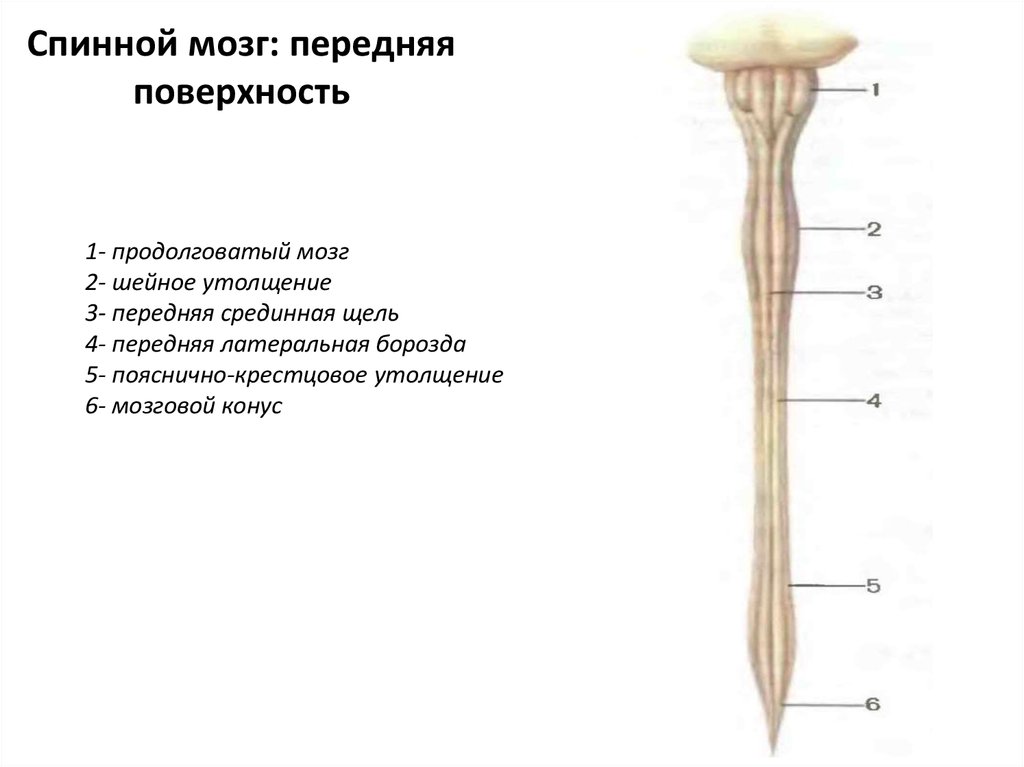 Спинной мозг это