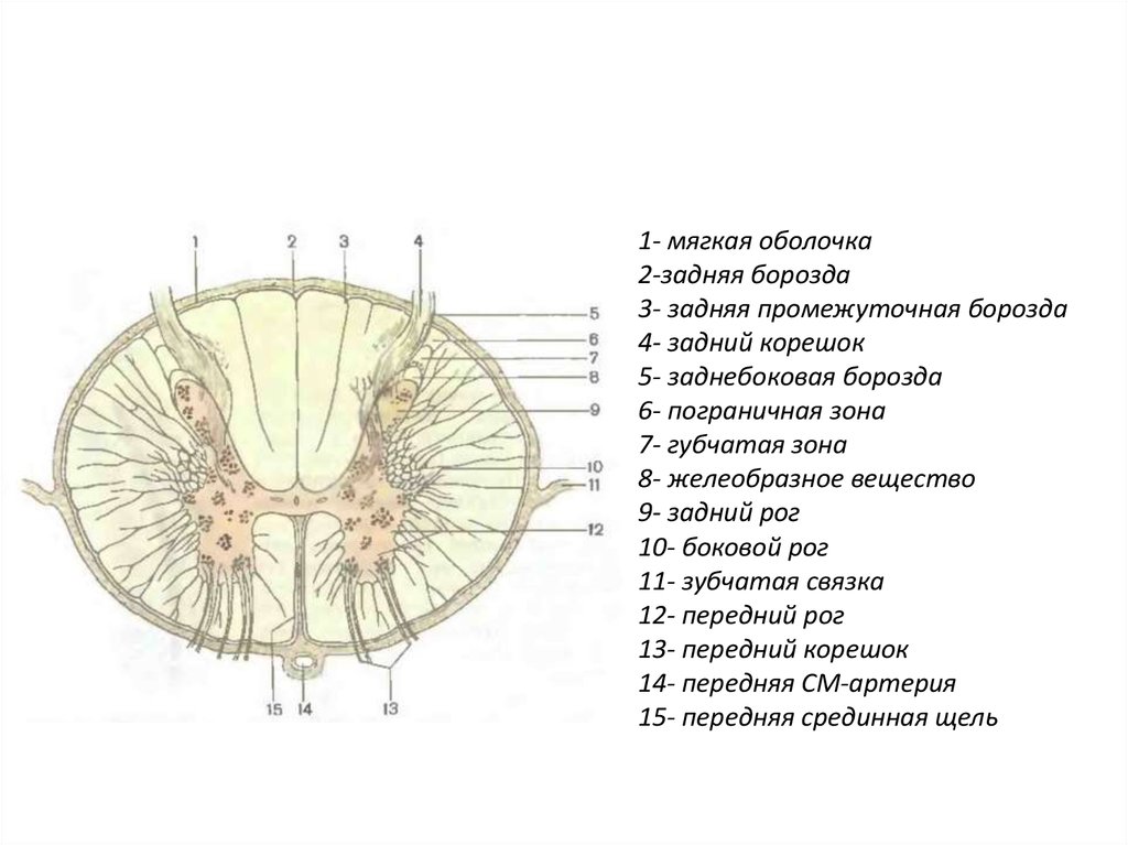 Наружная оболочка латынь. Схема поперечного строения спинного мозга. Задняя промежуточная борозда спинного мозга. Срез спинного мозга анатомия. Задняя латеральная борозда спинного мозга.
