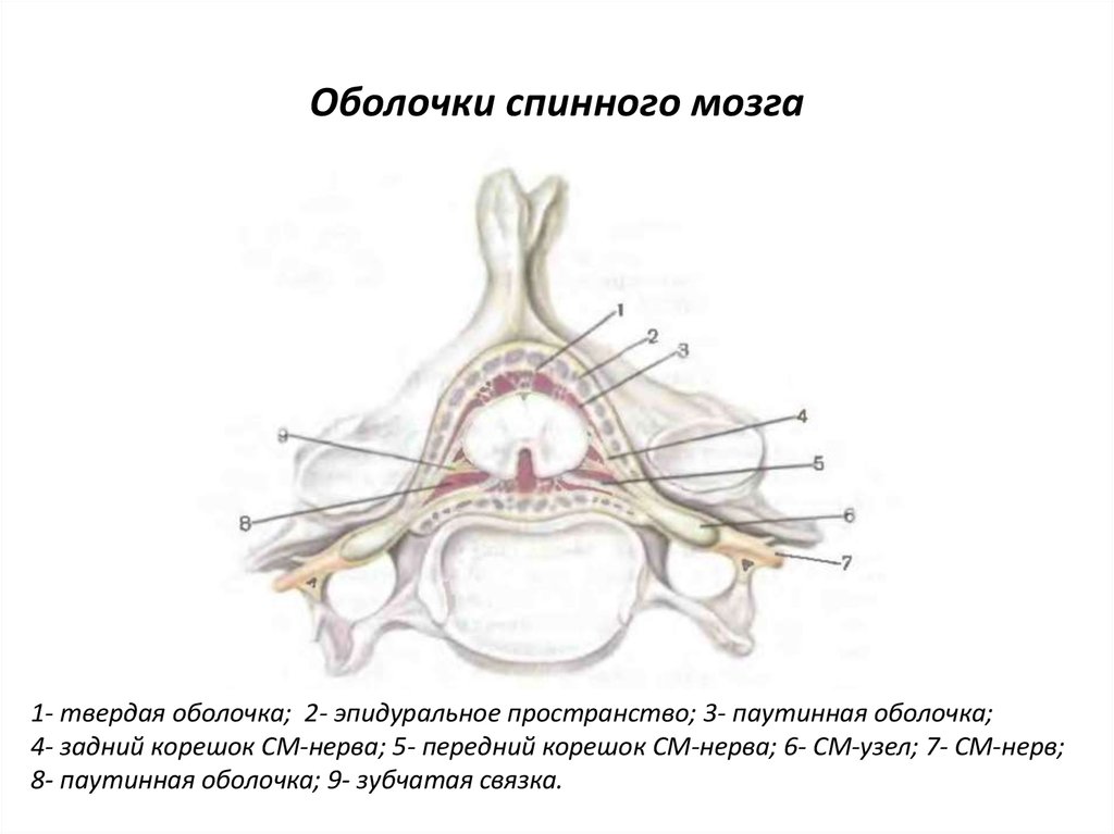 Оболочки спинного мозга. Оболочки спинного мозга схема. Оболочки и МЕЖОБОЛОЧЕЧНЫЕ пространства спинного мозга. Оболочки и МЕЖОБОЛОЧЕЧНЫЕ пространства спинного мозга схема. Анатомия строение оболочек спинного мозга.